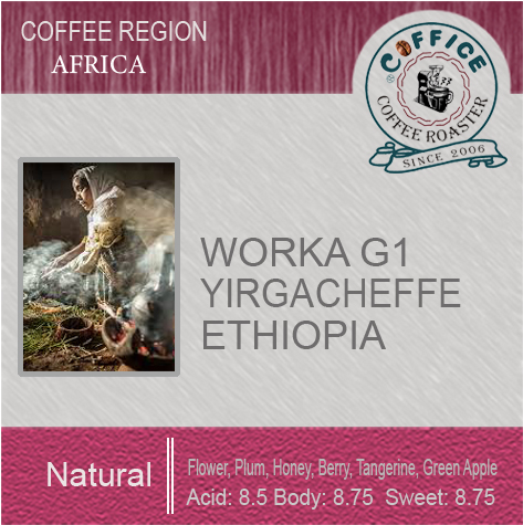衣索比亞 耶加雪夫 孔加 日曬Yirgacheffe Konga Natural G1 (半磅227g) - 咖啡意識烘焙館 coffice.com.tw