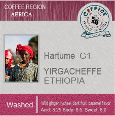 衣索比亞 耶加雪夫 哈圖莓 水洗 G1 Ethiopia Yirgacheffe Hartume Washed G1 (半磅227g) - 咖啡意識烘焙館 coffice.com.tw